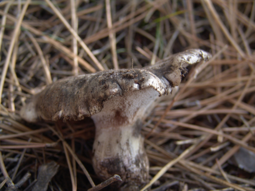 Boletopsis-leucomelaena-Pers.-Fayod-DSC03251