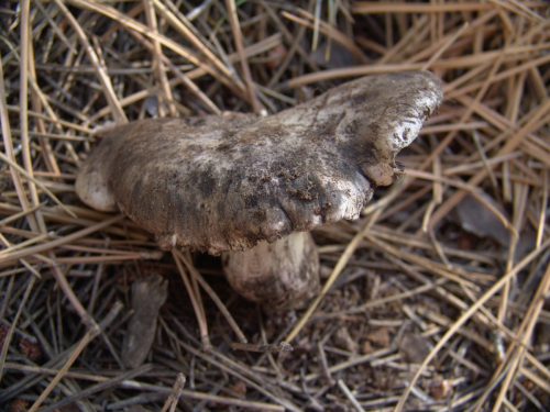 Boletopsis-leucomelaena-Pers.-Fayod-DSC03252