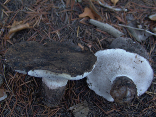 Boletopsis-leucomelaena-Pers.-Fayod-DSC03325