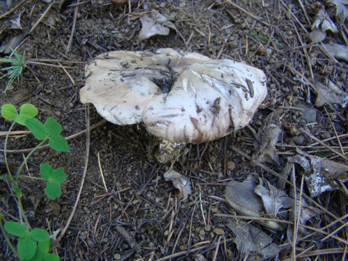 Boletopsis-leucomelaena-Pers.-Fayod-DSC03610
