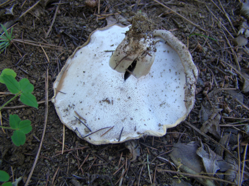 Boletopsis-leucomelaena-Pers.-Fayod-DSC03611