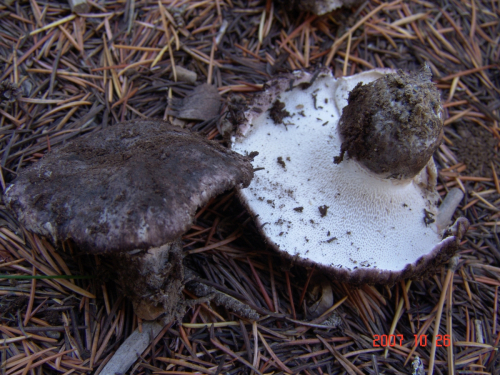 Boletopsis-leucomelaena-Pers.-Fayod-DSC04933
