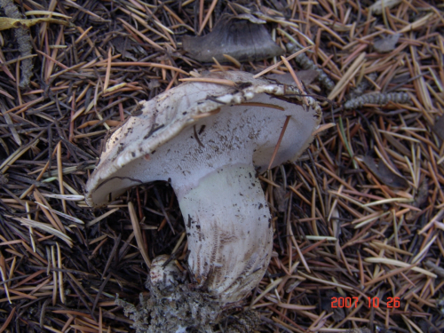 Boletopsis-leucomelaena-Pers.-Fayod-DSC04980
