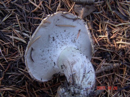 Boletopsis-leucomelaena-Pers.-Fayod-DSC04981