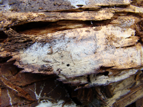 Botryobasidium-subcoronatum-Hohn.-Litsch.-Donk-DSC01498