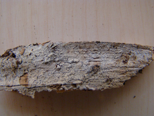 Botryobasidium-subcoronatum-Hohn.-Litsch.-Donk-DSC01530