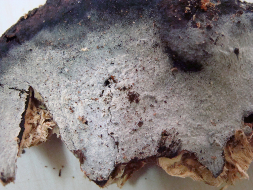 Botryobasidium-subcoronatum-Hohn.-Litsch.-Donk-DSC01541