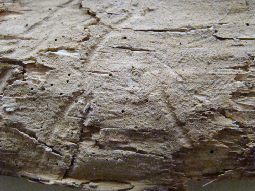Botryobasidium-subcoronatum-Hohn.-Litsch.-Donk-DSC01564