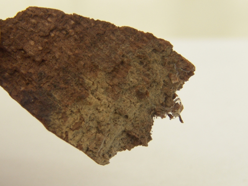 Botryobasidium-subcoronatum-Hohn.-Litsch.-Donk-DSC02366