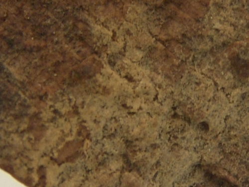 Botryobasidium-subcoronatum-Hohn.-Litsch.-Donk-DSC02367