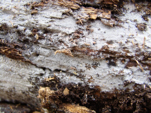 Botryobasidium-vagum-Berk.M.A.CurtisD.P.Rogers-DSC04288