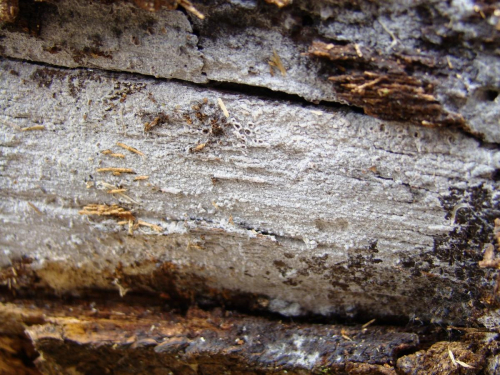 Botryobasidium-vagum-Berk.M.A.CurtisD.P.Rogers-DSC04289