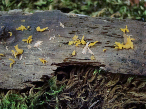 Calocera-cornea-Batsch-Fr.-DSC03503