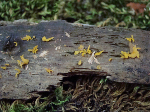 Calocera-cornea-Batsch-Fr.-DSC03504