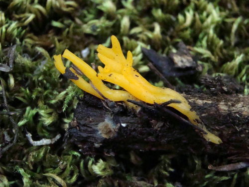 Calocera-viscosa-Pers.-Fr.-DSC03505