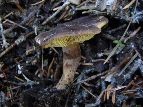 Calocybe-onychina-Fr.-Donk-DSC00312