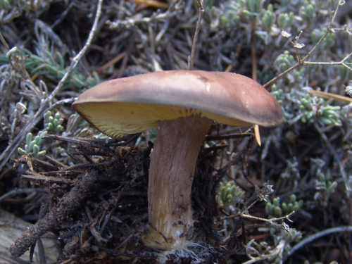 Calocybe-onychina-Fr.-Donk-DSC03301