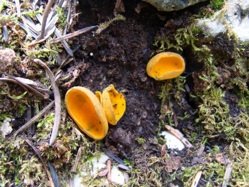 Caloscypha-fulgens-Pers.-Boud.-DSC01149