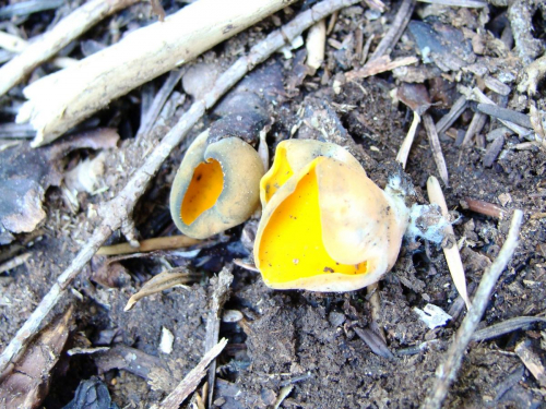 Caloscypha-fulgens-Pers.-Boud.-DSC01196