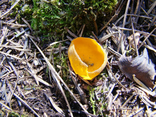 Caloscypha-fulgens-Pers.-Boud.-DSC01228
