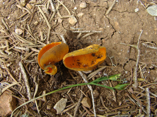 Caloscypha-fulgens-Pers.-Boud.-DSC01258