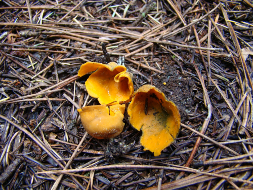 Caloscypha-fulgens-Pers.-Boud.-DSC01290