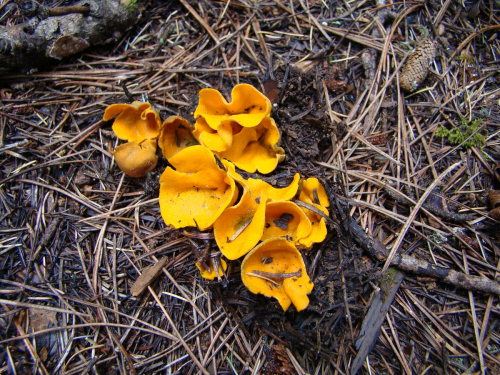 Caloscypha-fulgens-Pers.-Boud.-DSC01292