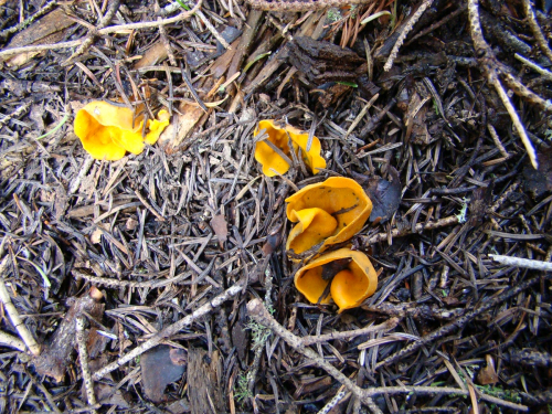 Caloscypha-fulgens-Pers.-Boud.-DSC01343