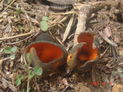 Caloscypha-fulgens-Pers.-Boud.