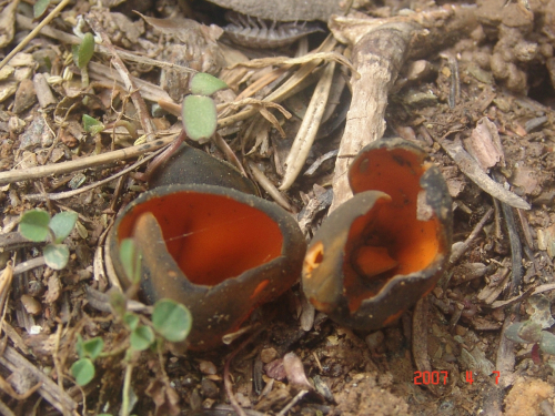 Calosypha-fulgens-Pers.-Boud.-DSC03812