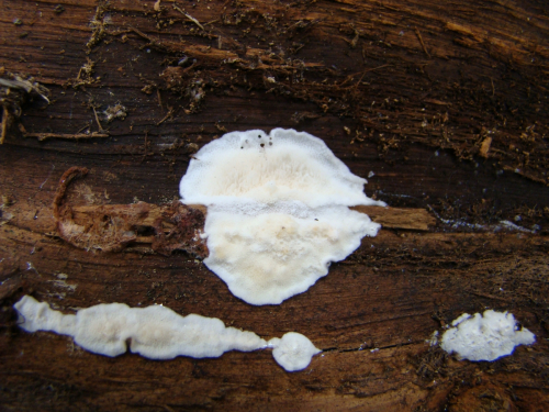 Ceraceomyces-sublaevis-Bres.-Julich-DSC01173