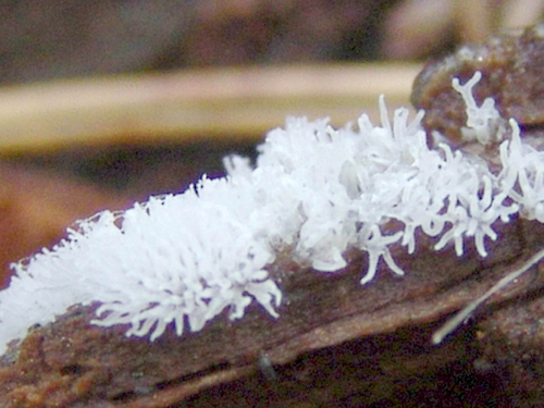 Ceratiomyxa-fruticulosa-O.F.-Mull.-T.-Macbr.-var.-fruticulosa-DSC00464