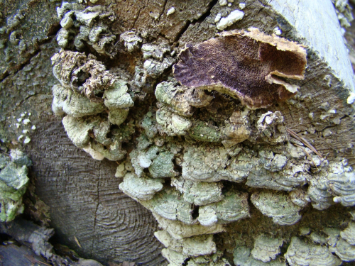 Cerrena-unicolor-Bull.-Murrill-DSC01193
