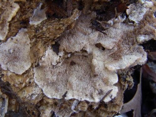 Cerrena-unicolor-Bull.-Murrill-DSC03158