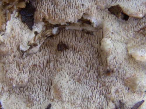 Cerrena-unicolor-Bull.-Murrill-DSC03159