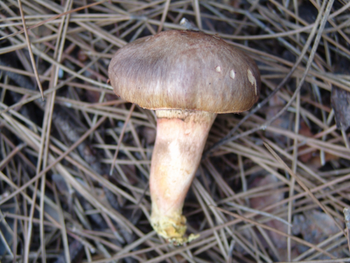 Chroogomphus-rutilus-Schaeff.-O.K.-Mill.-DSC02232