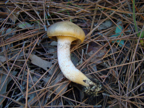 Chroogomphus-rutilus-Schaeff.-O.K.-Mill.-DSC02717