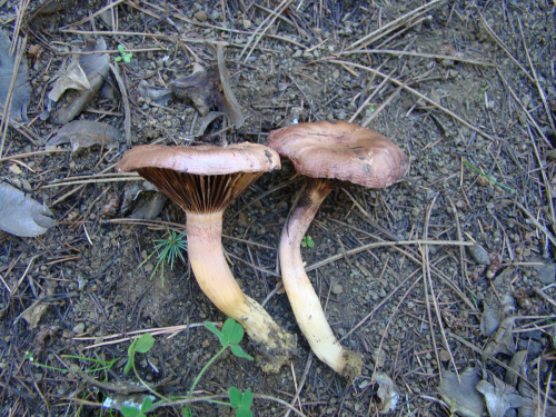 Chroogomphus-rutilus-Schaeff.-O.K.-Mill.-DSC03612