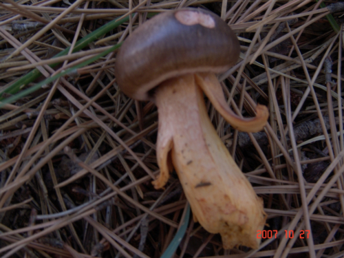 Chroogomphus-rutilus-Schaeff.-O.K.-Mill.-DSC05011
