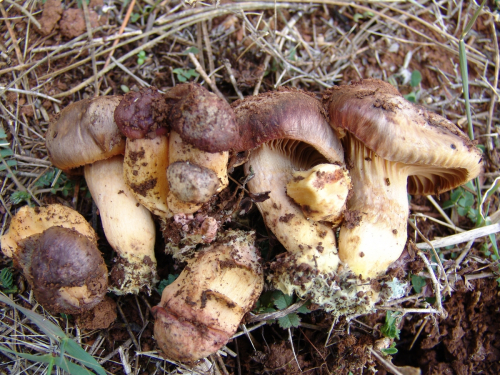 Chroogomphus-rutilus-Schaeff.-O.K.-Mill.DSC02297