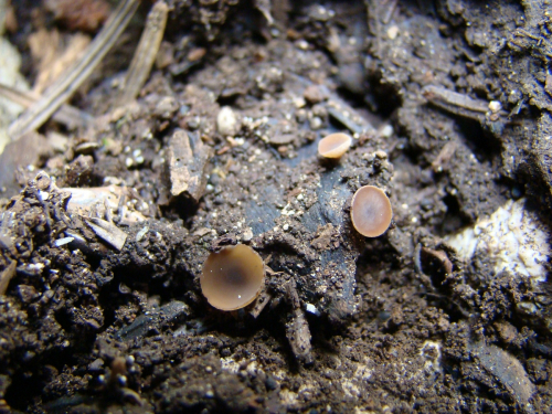 Ciboria-rufofusca-O.-Weberb.-Sacc.-DSC01147
