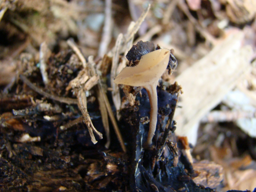 Ciboria-rufofusca-O.-Weberb.-Sacc.-DSC01153