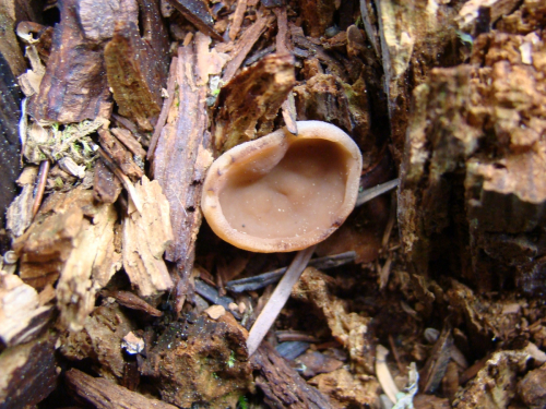 Ciboria-rufofusca-O.-Weberb.-Sacc.-DSC01160