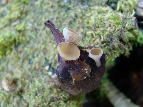 Ciboria-rufofusca-O.-Weberb.-Sacc.-DSC01161