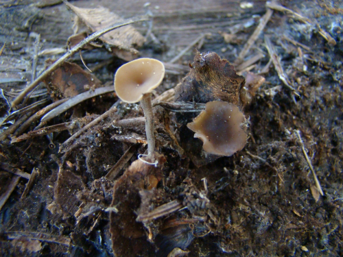 Ciboria-rufofusca-O.-Weberb.-Sacc.-DSC01204