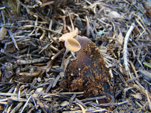 Ciboria-rufofusca-O.-Weberb.-Sacc.-DSC01391