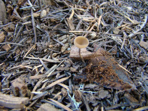 Ciboria-rufofusca-O.-Weberb.-Sacc.-DSC01392
