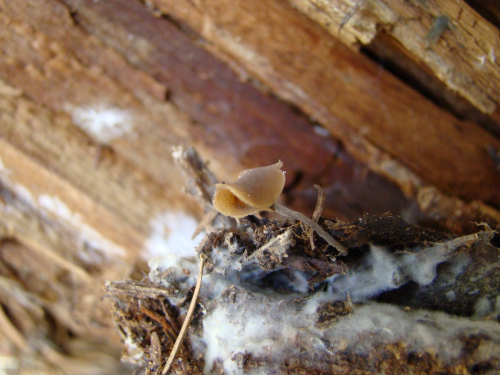 Ciboria-rufofusca-O.-Weberb.-Sacc.-DSC01477