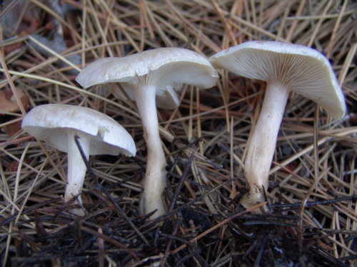 Clitocybe-candicans-Pers.-P.-Kumm.-DSC02036