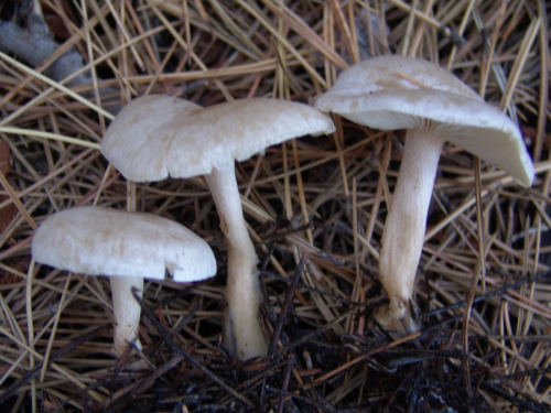 Clitocybe-candicans-Pers.-P.-Kumm.-DSC02037